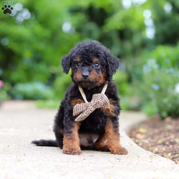 Ash, Cavapoo Puppy
